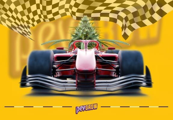 Image of a Formula 1 car driven by a Fast Version marijuana plant.