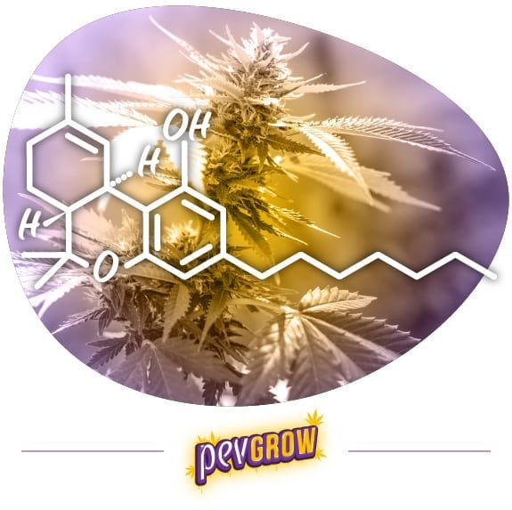 Immagine in cui si vede la struttura chimica del THCP su una pianta di marijuana.