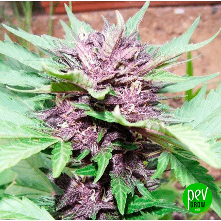 Dark Purple Auto