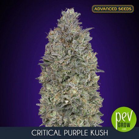 Top Purple Strains 2023 The Best Purple Marijuana PEV   8064 Semillas Critical Purple Kush 