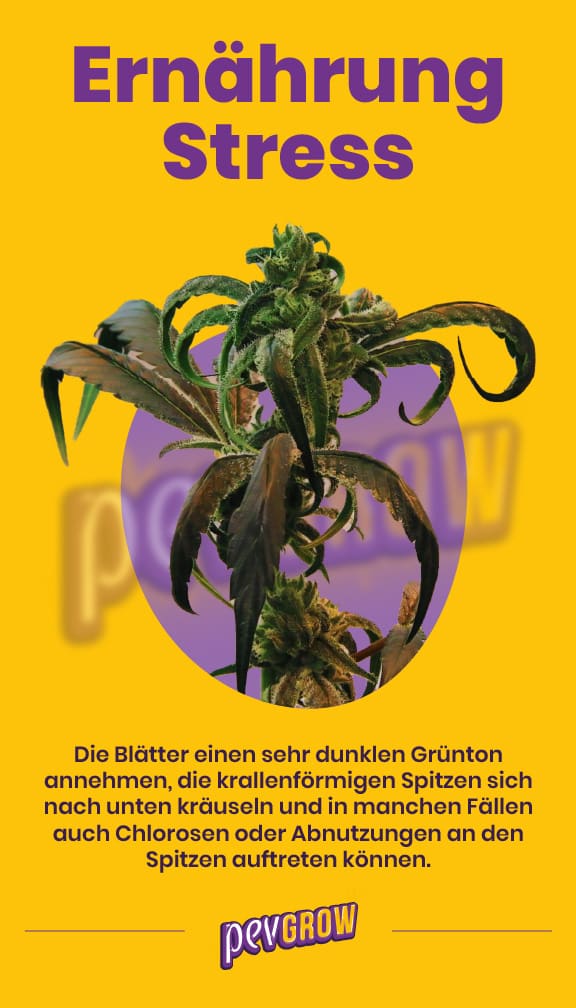 *Foto einer Marihuana-Pflanze, die durch Überdüngung gestresst ist und deutlich die krallenartige Form der Blätter, ihre dunklere Farbe und leicht verbrannte Spitzen zeig*