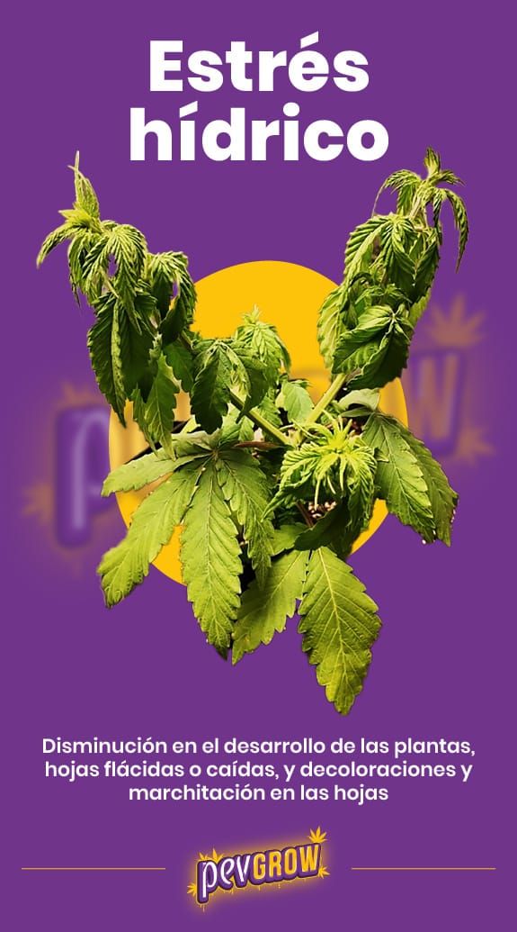 *imagen de una planta de cannabis con estrés hídrico*