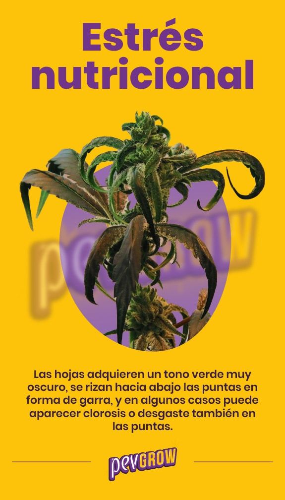 *fotografía de una planta de marihuana estresada por una sobrefertilización, donde se ve claramente la forma de garra de las hojas, su color más oscuro y las puntas ligeramente quemadas*
