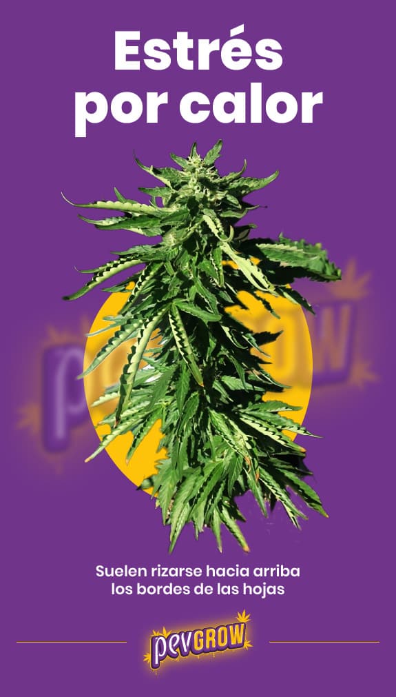 *imagen de una planta de cannabis con estrés por calor, donde se pueden apreciar los bordes de las hojas doblados hacia arriba*