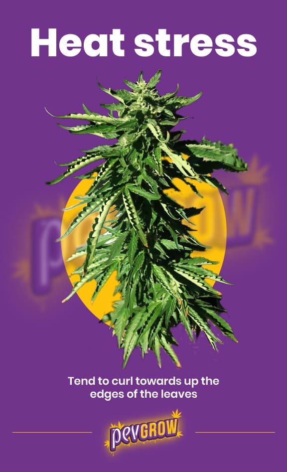 *image of a cannabis plant with heat stress, where you can see the edges of the leaves turned up*