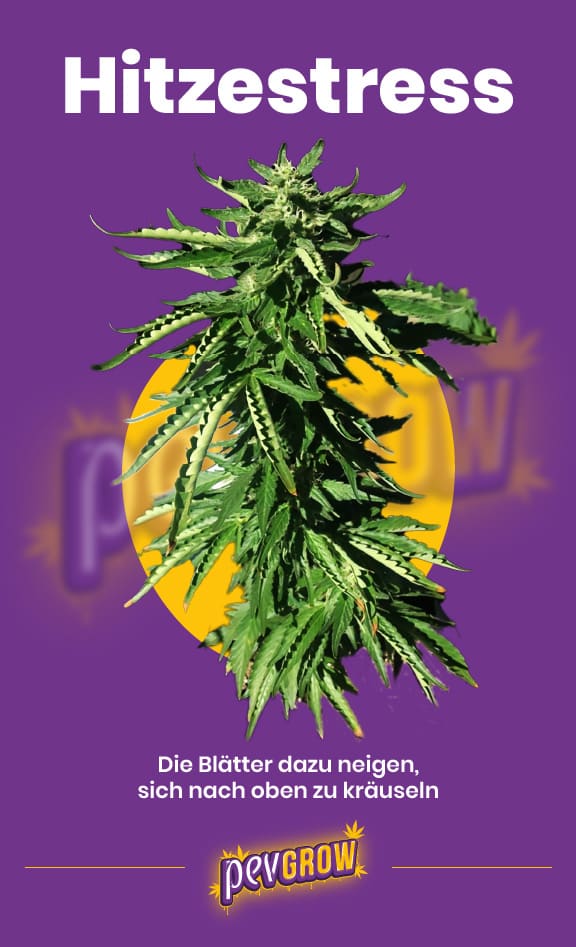 *Bild einer Cannabispflanze mit Hitzestress, dass die Ränder der Blätter nach oben zeigt*