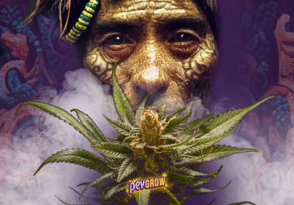 Imagen de una planta de marihuana sinsemilla con un indio Náhuatl de fondo