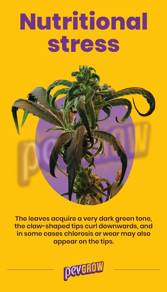 *photograph of a marijuana plant stressed by overfertilization, clearly showing the claw shape of the leaves, their darker color and slightly burned tips*