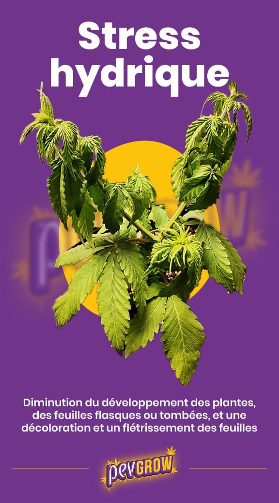 *Image d'une plante de cannabis souffrant de stress hydrique*