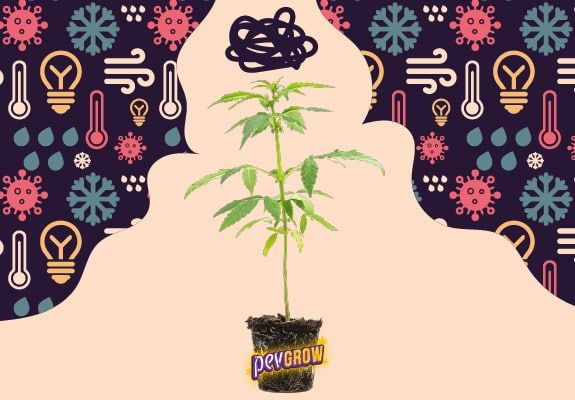 Verschiedene Arten von Stress bei Marihuana-Pflanzen