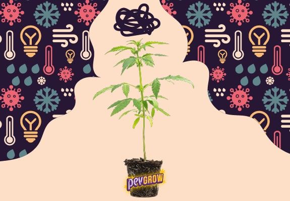 Diferentes tipos de estrés en plantas de marihuana