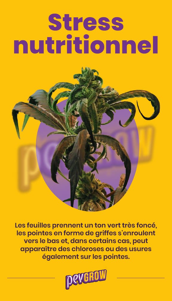 *Photo d'une plante de cannabis stressée par une surfertilisation, montrant clairement la forme en forme de griffe des feuilles, leur couleur plus foncée et leurs pointes légèrement brûlées*