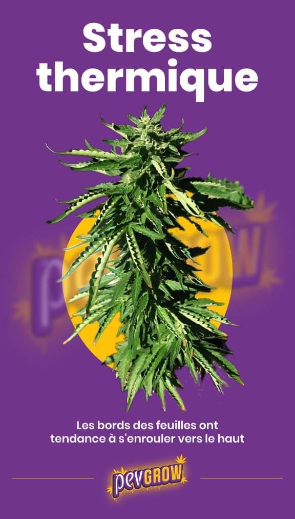 *Image d'une plante de cannabis stressée par la chaleur, où l'on peut voir les bords des feuilles retroussés*