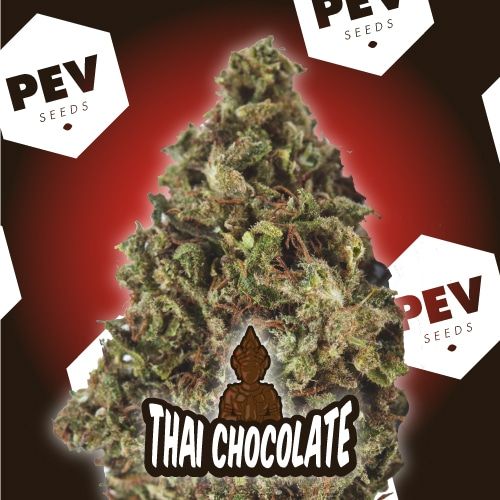 Chocolate Thai