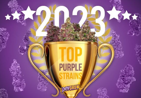 Imagen de una copa ganadora llena y flanqueada con presiosas plantas de marihuana púrpuras