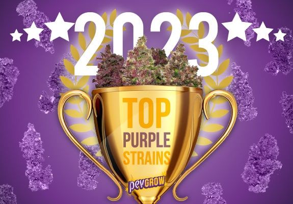 Die besten Sorten von Purple Weed