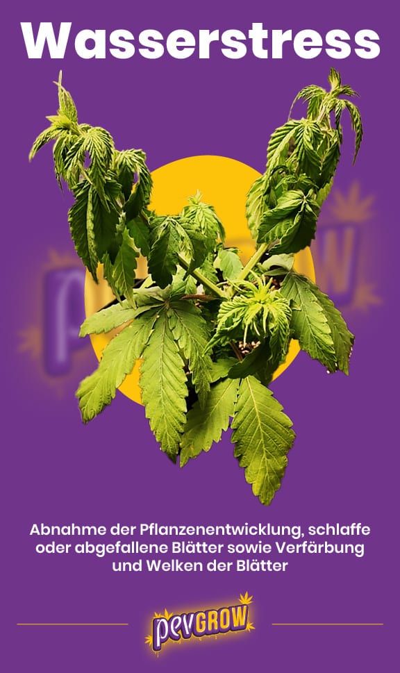 *Bild einer Cannabispflanze mit Wasserstress*