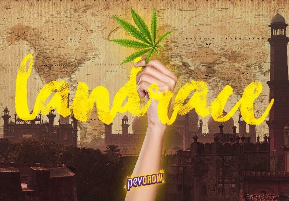 Landrace Marijuana Strains