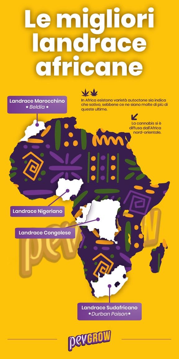 **Immagine di una mappa del mondo in cui è possibile vedere l'ubicazione di molti ceppi landrace africani**.