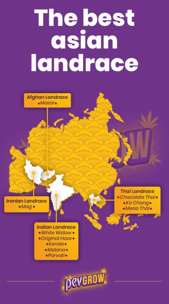 Landrace The Best Pure Marijuana Strains Pevgrow