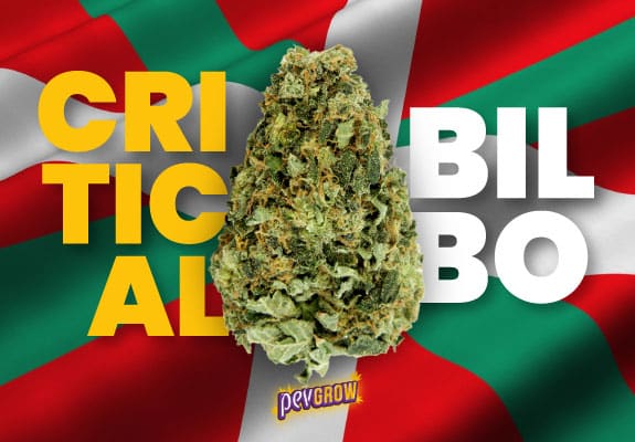 Critical Bilbo, the best elite cannabis clone in the history of Spain
