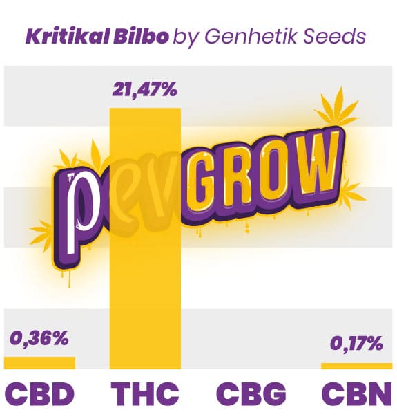 La producción de cannabinoides de Critical Bilbo es muy alta