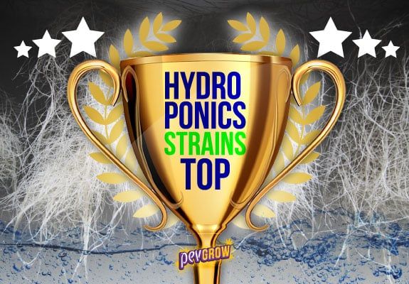 The best hydroponic marijuana strains