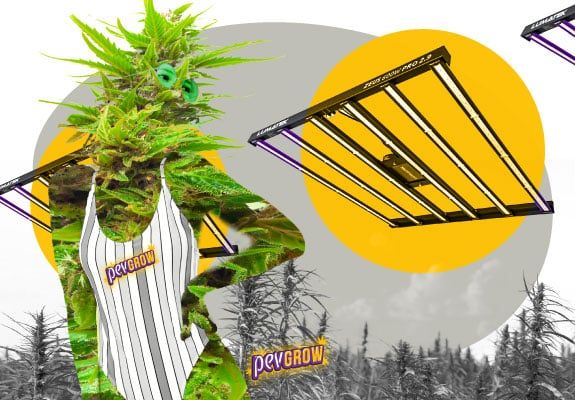 Mejores Grinders Para Marihuana del 2022 - Pevgrow