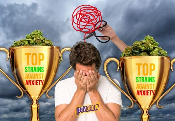 The best varieties of weed to treat various types of anxiety