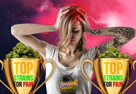 Best varieties of weed to relieve different types of pain