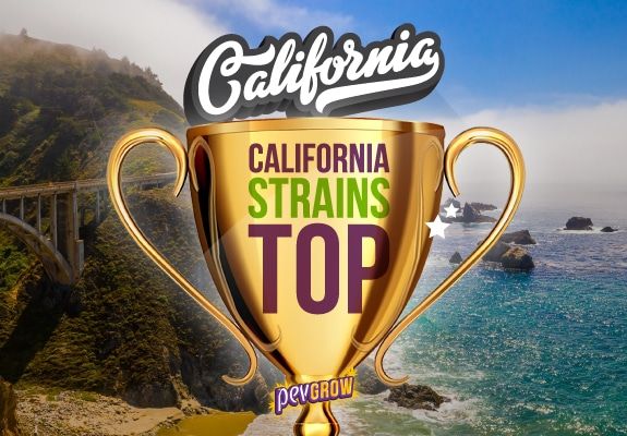 Ranking of the best California marijuana strains of the year 2022