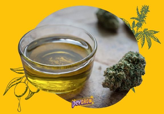 Receta de aceite cannábico | Aqui en Pevgrow......