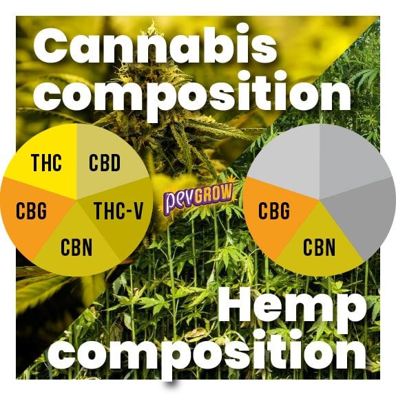 Image of hemp and cannabis to make a contrast between the two
