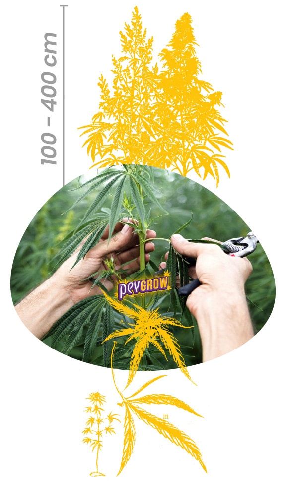 Image of hemp to show its physical characteristics