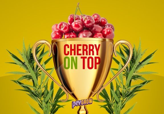 Image of a trophy cup containing cherries representing the Cherry variety and two branches of cannabis around it.