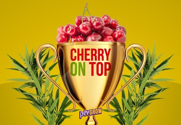 Imagen de una copa trofeo conteniendo cerezas representando la variedad Cherry y dos ramas de cannabis alrededor