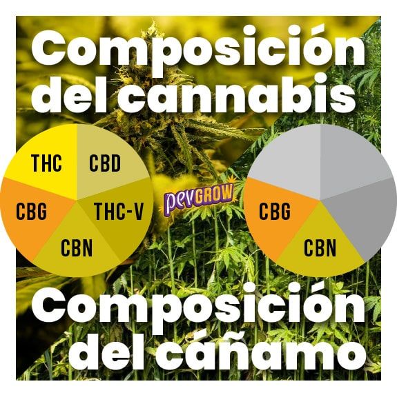 El cáñamo y la marihuana son dos variedades distintas del cannabis