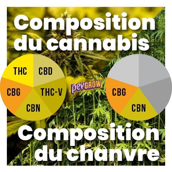 Image de chanvre et de cannabis pour faire un contraste entre les deux
