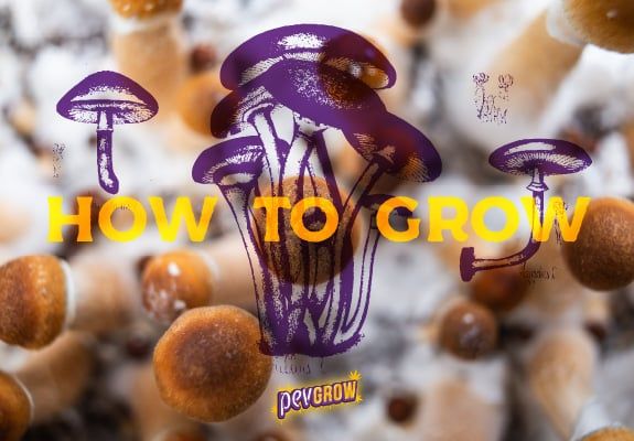 Growing magic mushrooms with different methods