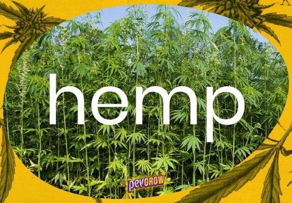 Top Hemp products