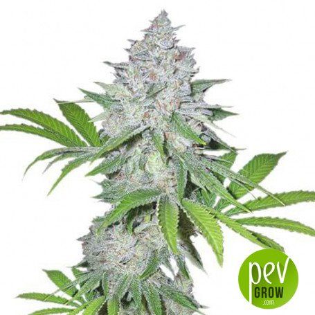 LSD Autoflower Cannabis samen - Pevgrow