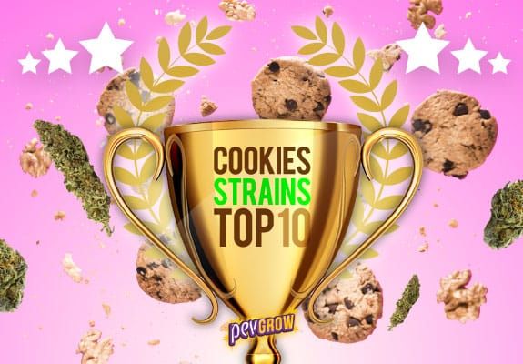 Immagine di una tazza di cannabis con gemme e biscotti intorno, che simboleggia i migliori ceppi di Cookies dell'anno 2022.