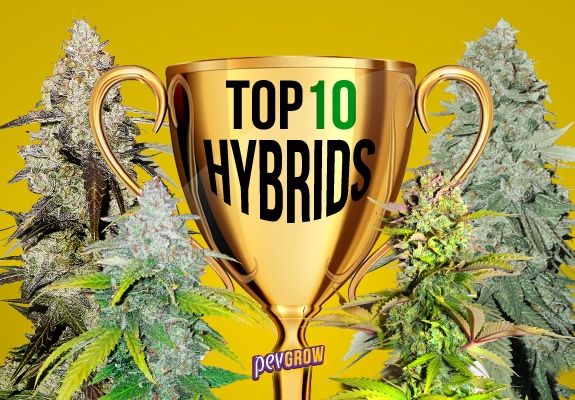 Image of a trophy cup representing the best hybrids of the year 2022 flanked by two cannabis plants.