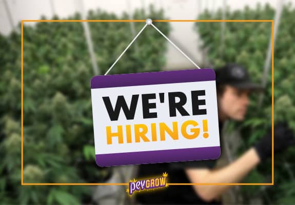 Cannabusiness – Jobs in the cannabis sector