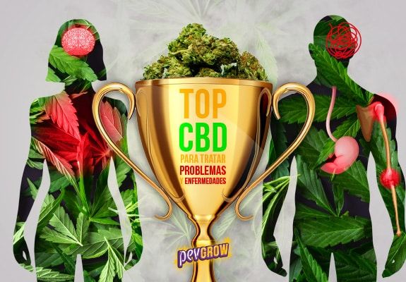 Best CBD Strains to treat different problems and diseases