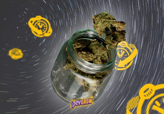 Bild eines Glasgefäßes mit Marihuana