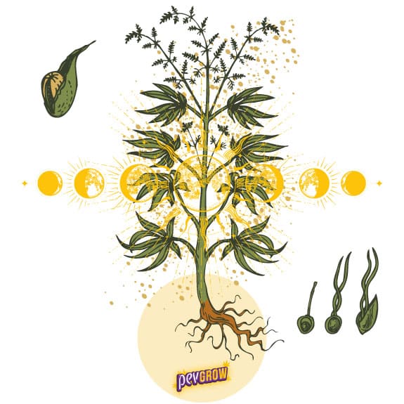 Imagen de una planta de marihuana con diferentes etapas según pasa el tiempo