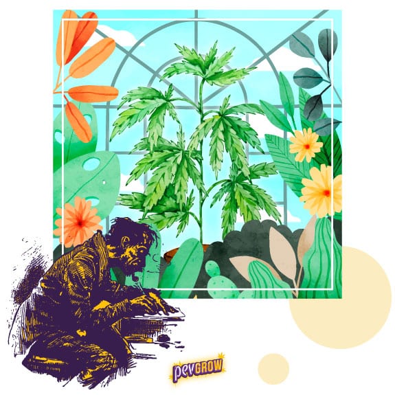 Imagen de un escritor sentado frente a una ventana donde se ve un jardín con una planta de marihuana al centro