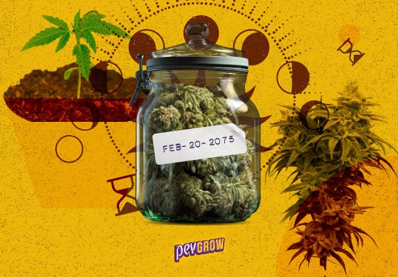 Image of an airtight jar full of marijuana with the expiry date written on top of it.