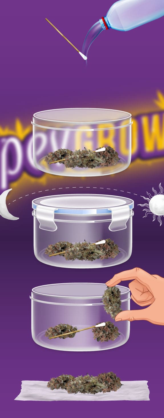 Infografía de cómo rehidratar marihuana con paquetes de humedad como las CVault boveda pack